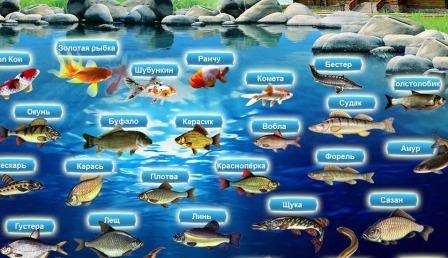 В пруд можно приобрести взрослую рыбу или мальков линя, карася, карпа, рыбки кои. Последние два вида, заселяются в небольших прудах для эстетических целей. Линь, карась, карп