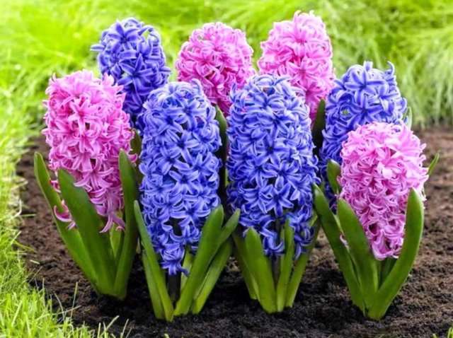 Гиацинты – цветы с большими, разноцветными соцветиями. 